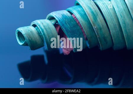 Abstract tangle, branch. A spiral of spherical abstract shape . Isolated on a blue background. Copy space Stock Photo