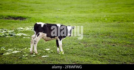 Portrait of black and white cow grazing on a meadow. Grass paddock on farmland. Rural view meadow for walking cows Stock Photo