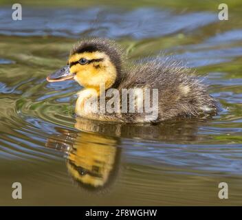 Kidderminster, UK. 15th April, 2021. UK weather: with plenty of sunshine throughout the day and very little cloud, this newly-born duckling is enjoying a paddle in the cooler water of a local pool. Credit: Lee Hudson/Alamy Live News Stock Photo
