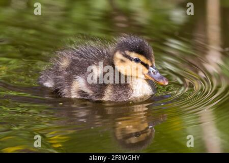 Kidderminster, UK. 15th April, 2021. UK weather: with plenty of sunshine throughout the day and very little cloud, this newly-born duckling is enjoying a paddle in the cooler water of a local pool. Credit: Lee Hudson/Alamy Live News Stock Photo