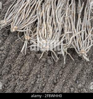 Asparagus plants on sandy soil Stock Photo