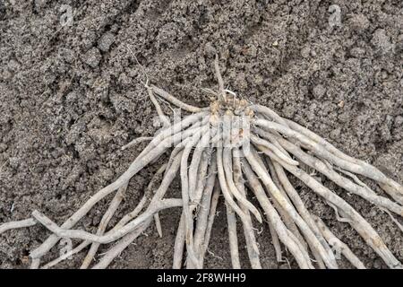 Asparagus plant on sandy soil Stock Photo