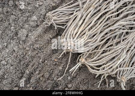 Asparagus plants on sandy soil Stock Photo