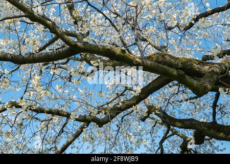 Cherry tree blossoms in the springtime. Branches of sunny cherry tree with white flowers on blue sky background Stock Photo