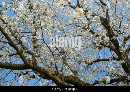 Cherry tree blossoms in the springtime. Branches of sunny cherry tree with white flowers on blue sky background Stock Photo