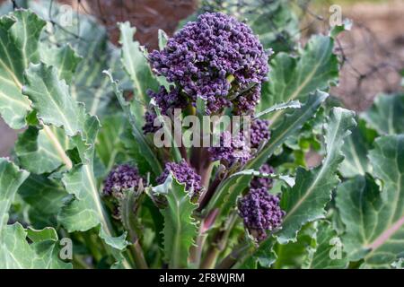 Florets of 'Purple Sprouting' broccoli growing in March. Stock Photo