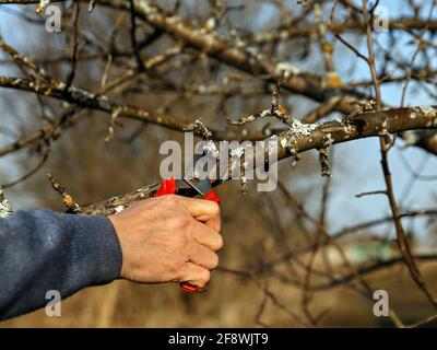Man cuts off damaged branches with pruner on spring day. Stock Photo