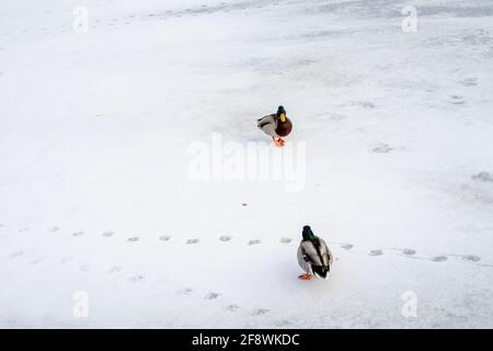 Two wild ducks, or mallards standing opposite each other dueling on the ice of the frozen Neva river in St Petersburg, Russia in early spring Stock Photo