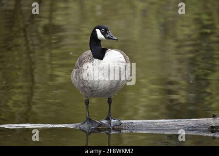 Canada Goose (Branta canadensis) Standing on Log in Lake of Nature Reserve in Staffordshire, England, UK in Spring Stock Photo