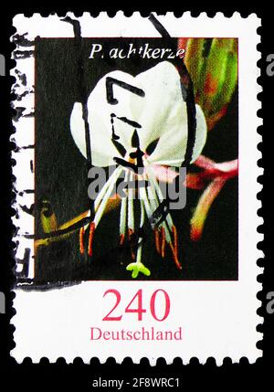 MOSCOW, RUSSIA - OCTOBER 1, 2019: Postage stamp printed in Germany shows Gaura lindheimeri - White Gaura, Flowers serie, circa 2012 Stock Photo
