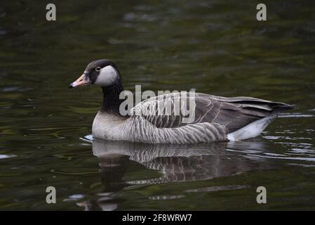 Greylag Goose x Canada Goose (Anser anser x Branta canadensis) Swimming on a Pond in Staffordshire, UK in Spring Stock Photo