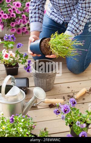 man gardener planting pansy, lavender flowers in flowerpot in garden on terrace Stock Photo