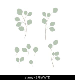 Eucalyptus leaves and branches vector illustration set on white background Stock Vector