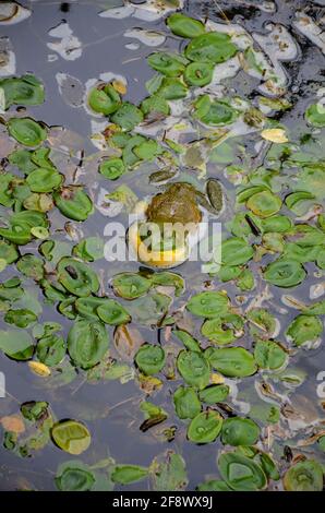 A large green-yellow frog sits with puffed up jaws in a pond covered with sea leaves Stock Photo