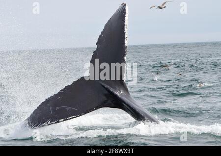 The tail fin of a humpback whale with rippling water and some seagulls in the Atlantic Ocean Stock Photo