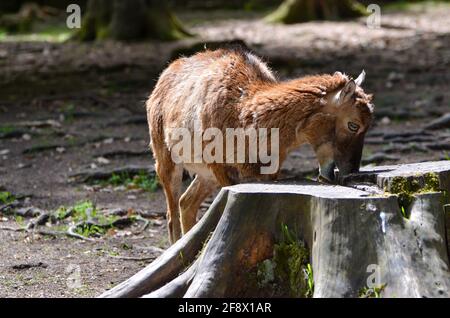 A young brown goat eating from a dull wood in the Munich zoo Stock Photo