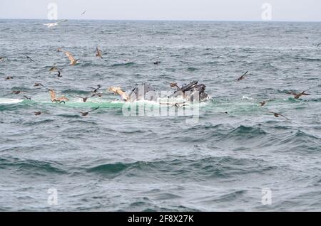 The snout of a humpback whale on the water surface with some flying seagulls in the Atlantic Ocean Stock Photo