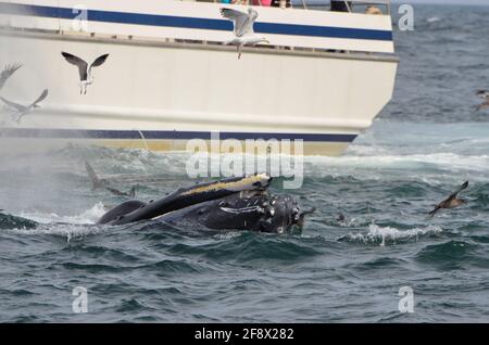 The snout of a humpback whale on the water surface with some flying seagulls and a tourist whale watching boat in the background in the Atlantic Ocean Stock Photo