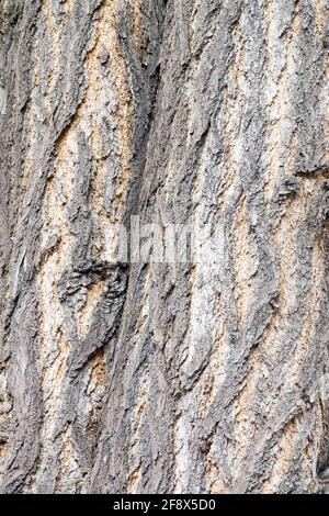 Ginkgo biloba bark texture Stock Photo