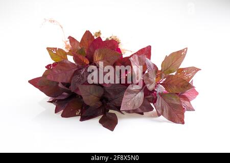 Red Spinach or Red Amaranth,  a bunch of farm fresh amaranthus arranged on a white clolour background