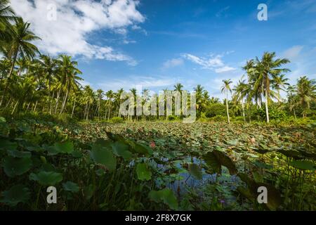 Swamp in Pulau Ubin, an island situated in the north east of Singapore, with many palm trees and water lilies’ leaves over the water surface and a blu Stock Photo