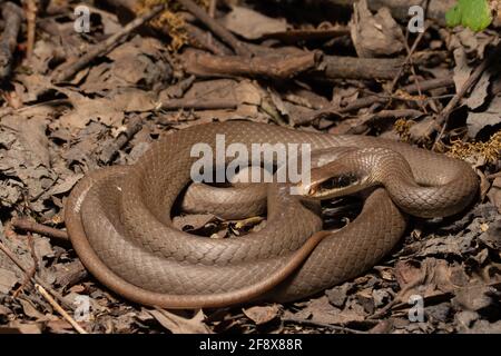 selv Grusom Fremme Blackmask racer (Coluber constrictor latrunculus) coiled. Oxford,  Mississippi, USA, April. Meetyourneighbours.net project Stock Photo - Alamy