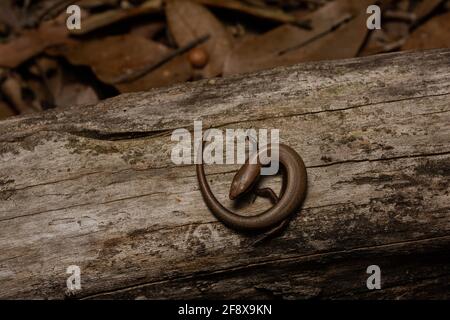 Little Brown Skink (Scincella lateralis) from Jefferson Parish, Louisiana, USA. Stock Photo