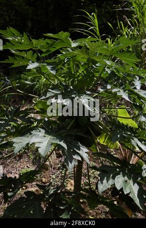 Mount Cinnamon Grenada Mangoes growing on Tree Stock Photo