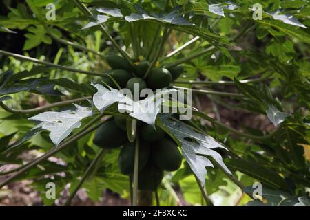 Mount Cinnamon Grenada Mangoes growing on Tree Stock Photo