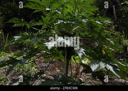 Mount Cinnamon Grenada Mangoes growing on Tree Stock Photo