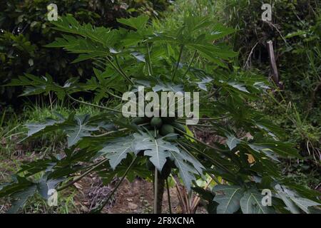 Mount Cinnamon Grenada Mangoes growing on Tree Stock Photo