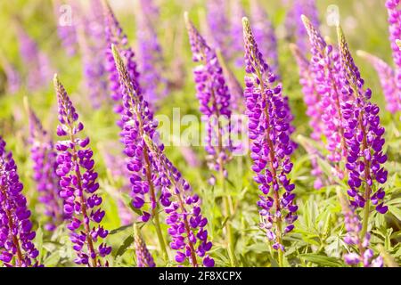 Lupinus, lupin, lupine field with pink purple and blue flowers. Bunch of lupines summer flower background. Wild flowering plant growing in the meadow. Stock Photo