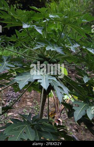 Mount Cinnamon Grenada Mangoes growing on Tree Stock Photo