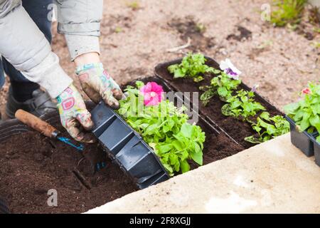 Gardener replants petunia flower seedlings in decorative pots, close-up photo with selective focus Stock Photo