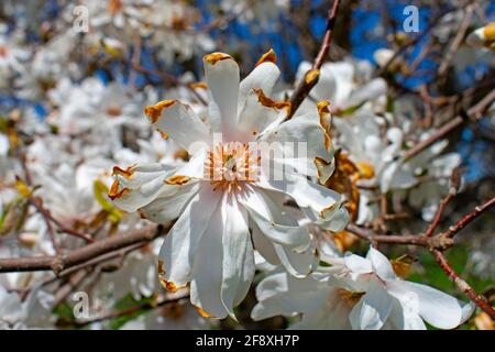 Close up of magnolia tree flower that is past its prime, with dry, burnt tips around the flower petals Stock Photo