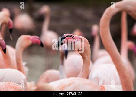 Chilean Flamingos feeding, Netherlands, Europe Stock Photo