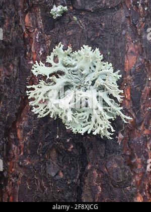 Pseudevernia furfuracea, commonly known as tree moss, widely used in perfume industry as a fixative Stock Photo