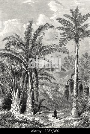 Raffia palm, Raphia vinifera and Jaggery palm, Caryota urens, flowering plant in the palm family Stock Photo