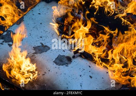 Spurts of flame. Burning wooden boards and logs. The bright flame of the fire. Combustible materials converted to coal, smoke  and ash by heat. Stock Photo