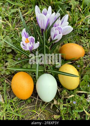 Easter, Purple Crocuses And Easter Eggs Dyed With Natural Colors In The Grass Stock Photo