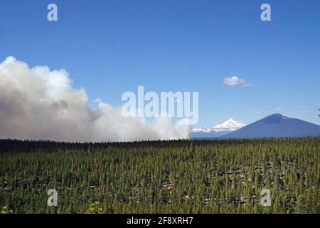 A prescribed fire burns in the pine flatwoods of Highlands Hammock ...