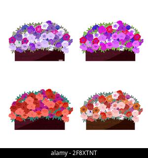A set of wooden boxes with flowering petunias. Combinations with different types and colors of flowers. Isolated on a white background. Vector illustr Stock Vector
