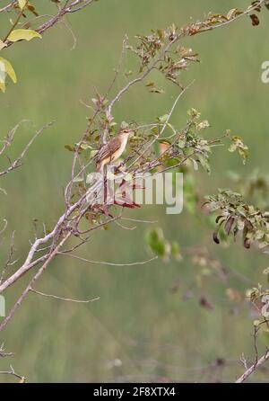 Oriental Reed-warbler (Acrocephalus orientalis) adult perched in bush Ang Trapaeng Thmor, Cambodia          January Stock Photo
