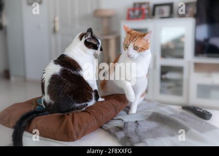 two domestic cats interact on the sofa Stock Photo