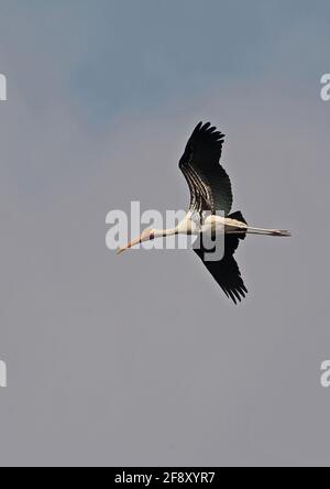 Painted Stork (Mycteria leucocephala) adult in flight Ang Trapaeng Thmor, Cambodia          January Stock Photo