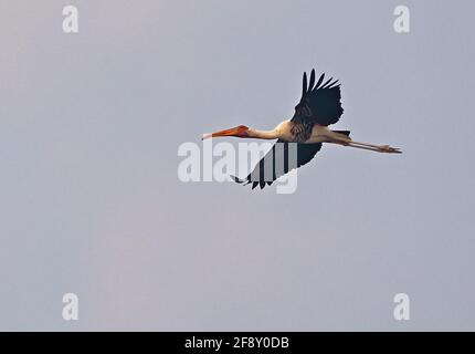 Painted Stork (Mycteria leucocephala) adult in flight Ang Trapaeng Thmor, Cambodia          January Stock Photo