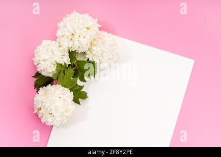 Blank white paper or card and beautiful ball flowers on pink background. Springtime mock up background. Top view Stock Photo