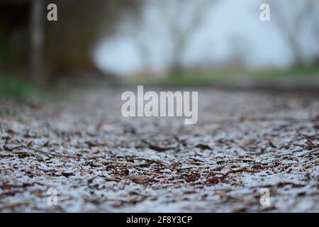 Snowy path with wood chips on the ground against blurred trees in the background Stock Photo