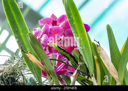 Ascocenda princess mikasa pink, Asco Royal Sapphire x Vanda coerulea, Ascocenda, is a man-made hybrid orchid genus resulting from a cross between Asco Stock Photo