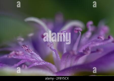 Detail close up of Wild purple flower macro photo (Sesuvium portulacastrum) side view selective focus (defocused background) Stock Photo